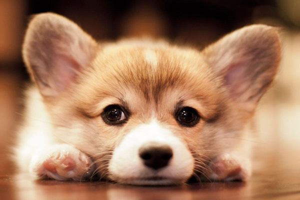 Mơ thấy chó là điềm báo gì
