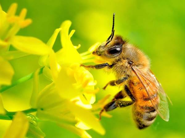 Con ong số mấy - Mơ thấy con ong đánh con gì