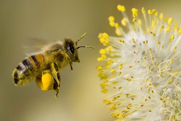 Ý nghĩa giấc mơ thấy ong