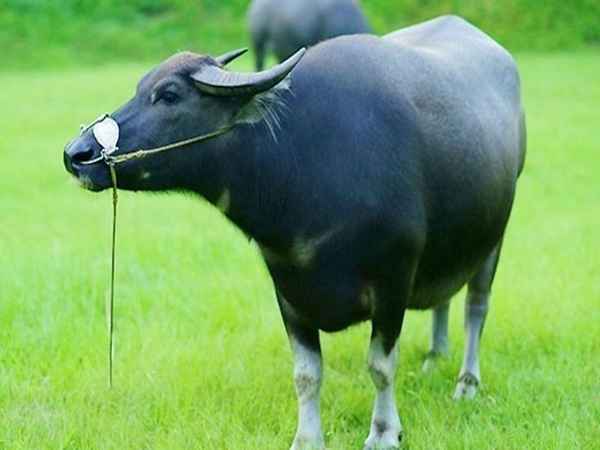Con trâu số mấy - Nằm mơ thấy con trâu chọn con gì, số gì gặp may