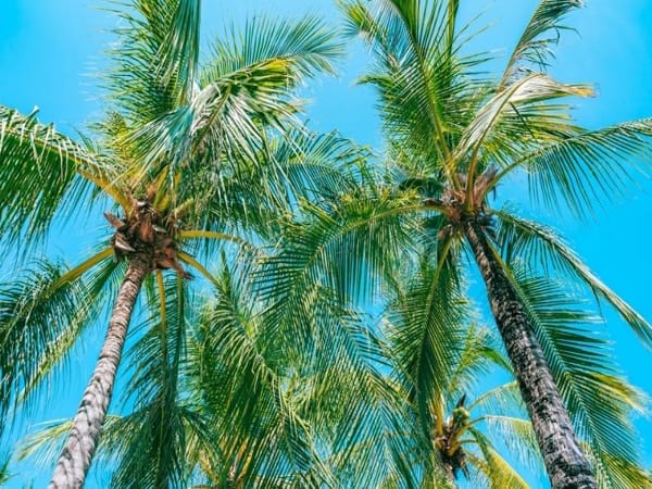 Mơ thấy cây dừa chọn con gì, số mấy mang tài lộc