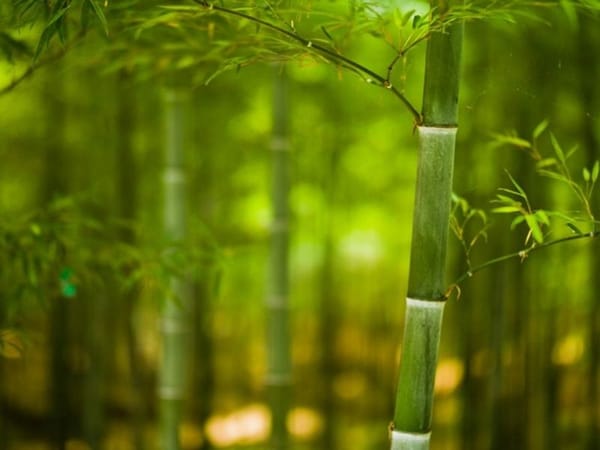 Mơ thấy cây tre chọn con gì, chọn số mấy may mắn mang phúc khí