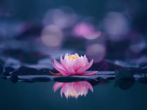 Mơ thấy hoa chọn con gì, số mấy tài lộc