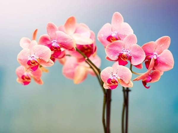 Mơ thấy hoa lan đánh con gì, số mấy vượng phát