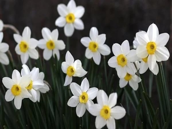 Chiêm bao thấy hoa màu trắng điềm gì