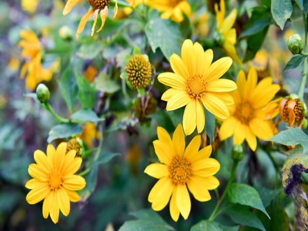 Mơ thấy hoa màu vàng chọn con gì, số mấy hút lộc