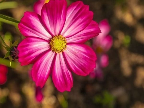 Mơ thấy hoa nở chọn con gì, số mấy gặp may