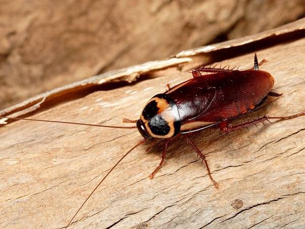 Con gián số mấy? Giải mã bí ẩn giấc mơ thấy gián