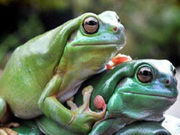 Giải mã giấc mơ thấy 2 con ếch 
