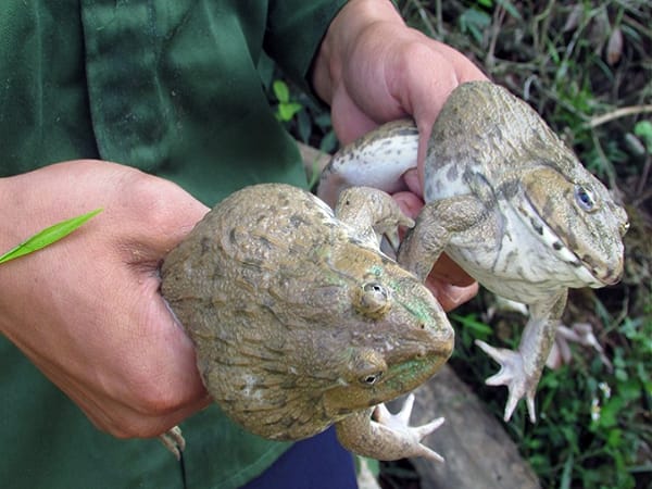 Giải mã giấc mộng thấy bắt nhiều ếch