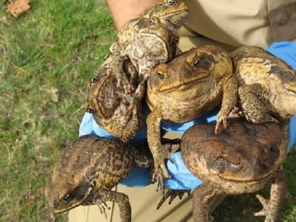 Nằm mơ thấy bắt nhiều ếch đánh con gì?