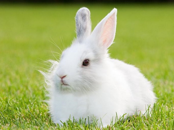 Con thỏ số mấy? Mơ thấy con thỏ báo điềm lành hay dữ?