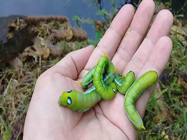 Trường hợp nhìn thấy nhiều con sâu