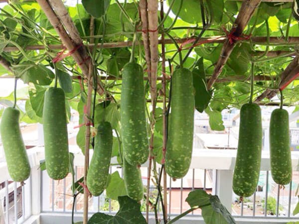 Nhìn thấy quả bầu có ý nghĩa gì