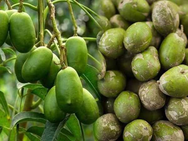 Thấy quả cóc có ý nghĩa gì