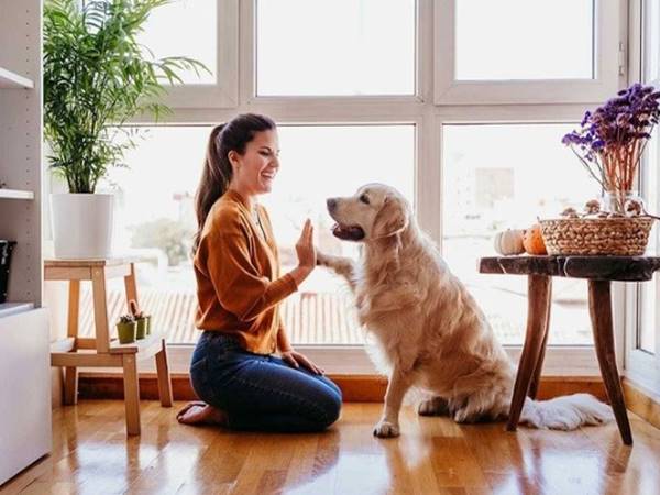 Mơ thấy nuôi thú cưng hay xuất hiện con số may mắn nào