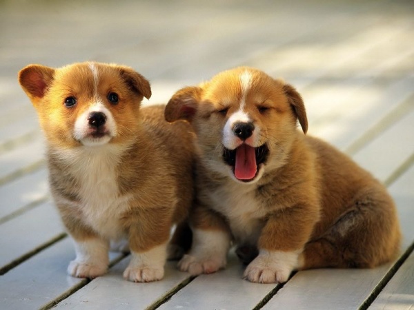 Mơ thấy chó con báo hiệu điềm may mắn hay xui xẻo