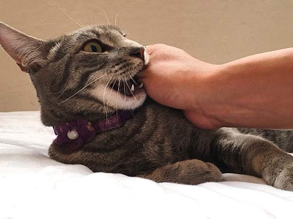 Chiêm bao mèo cắn không chảy máu: dấu hiệu của sự khó chịu tinh thần