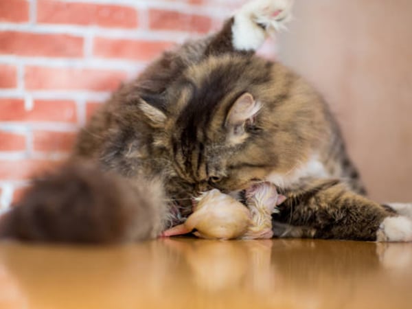 Mộng mị thấy mèo mẹ và mèo con chơi đùa vui vẻ