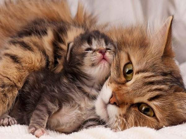 Nằm mơ thấy mèo đẻ con: Điềm báo may mắn hay rủi ro?