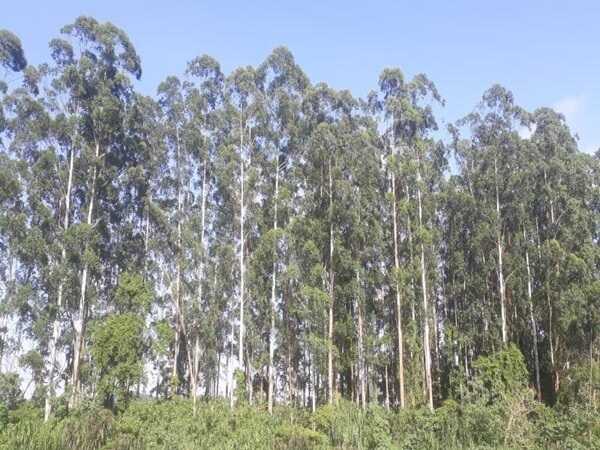🌳 Chiêm bao thấy cây bạch đàn bị gãy