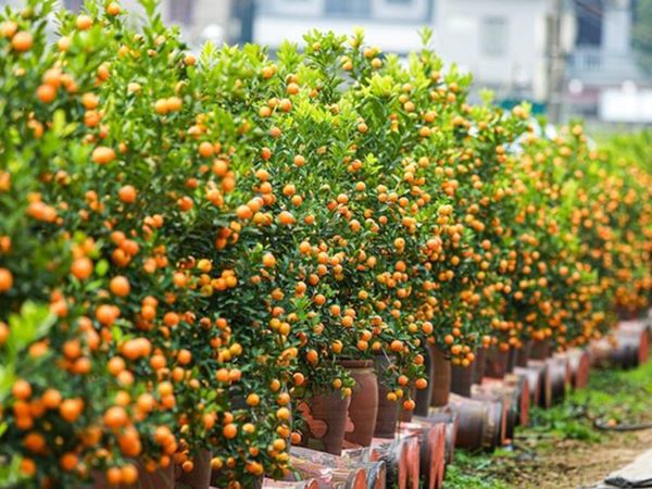 Chiêm bao thấy cây quất là điềm gì, đen hay đỏ?