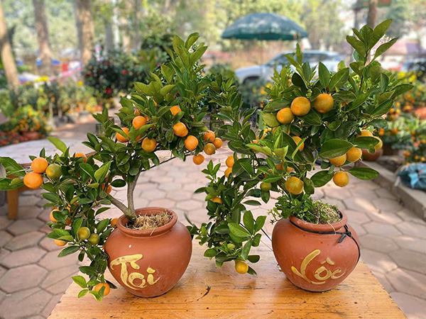 Chiêm bao thấy cây quất là điềm gì, đen hay đỏ?