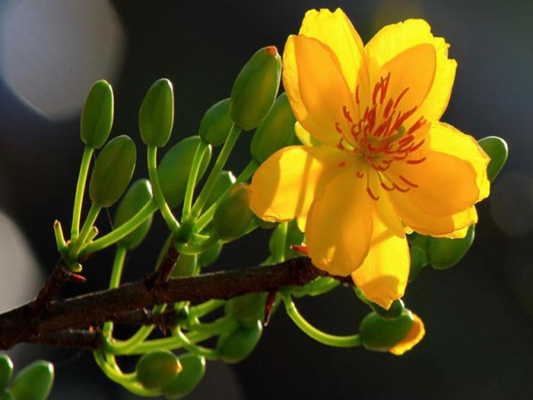 Mơ thấy mình hái hoa mai
