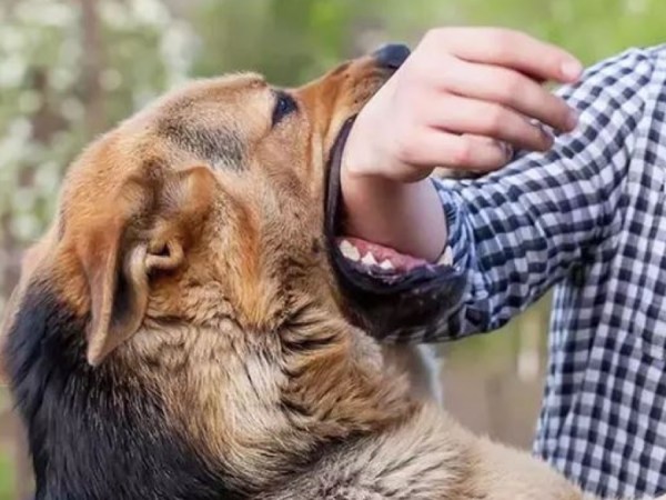 Nằm mơ thấy chó cắn hên hay xui, dự báo điềm gì?