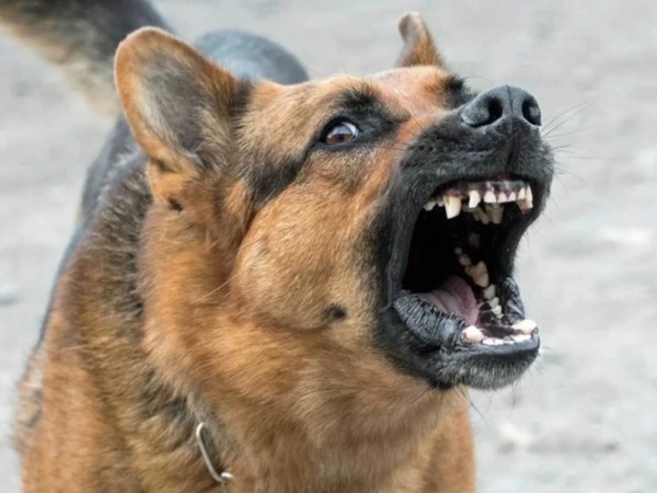 Nằm mơ thấy chó cắn hên hay xui, dự báo điềm gì?