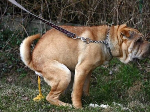 Nằm mơ thấy cứt chó có phải điềm xui xẻo?