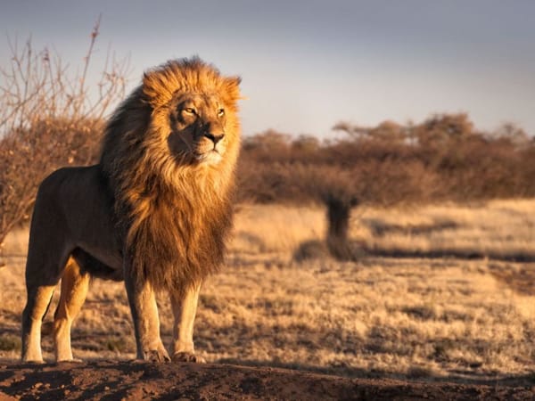 Con sư tử số mấy - Mơ thấy sư tử chọn con gì, số mấy hút tài lộc