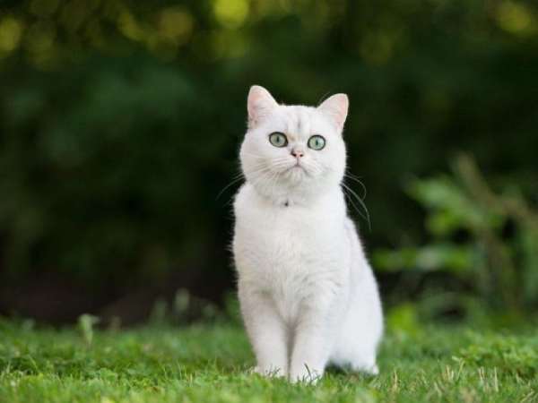 Nằm mơ thấy mèo trắng là điềm gì, chọn số gì thịnh vượng?