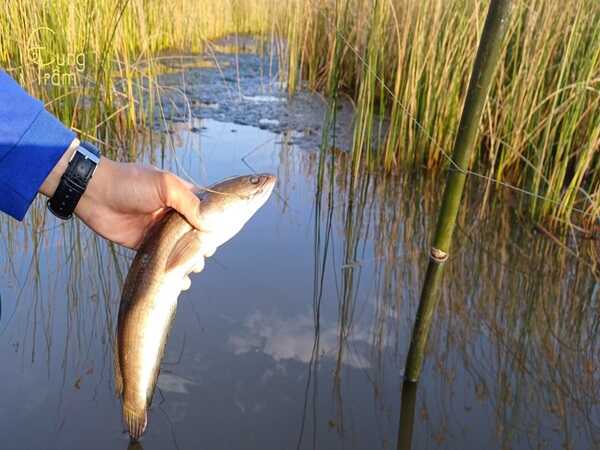 Mơ Thấy Cá Lóc Đánh Con Gì May Mắn Trúng Lớn?