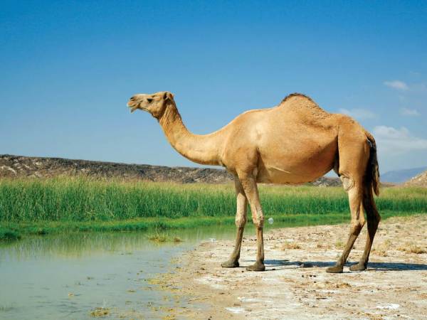 Con lạc đà số mấy và tìm hiểu ý nghĩa con lạc đà trong phong thủy Con lạc đà số mấy và tìm hiểu ý nghĩa con lạc đà trong phong thủy