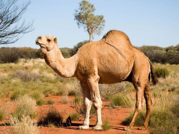 Ý nghĩa con lạc đà trong phong thủy chi tiết