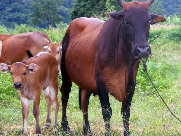 Ý nghĩa của con bò theo dân gian và phong thủy Ý nghĩa của con bò theo dân gian và phong thủy