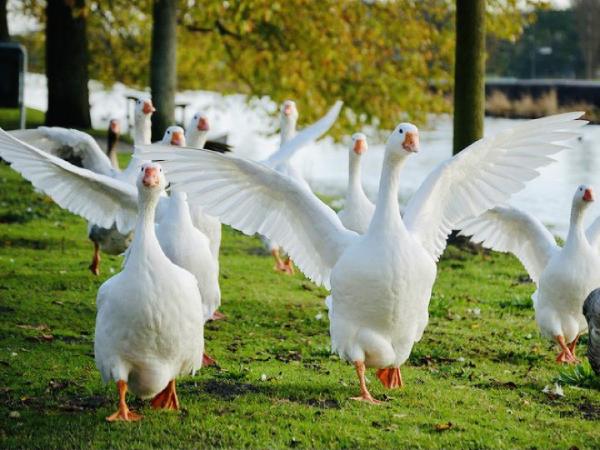 Các trường hợp mơ thấy ngỗng và con số liên quan