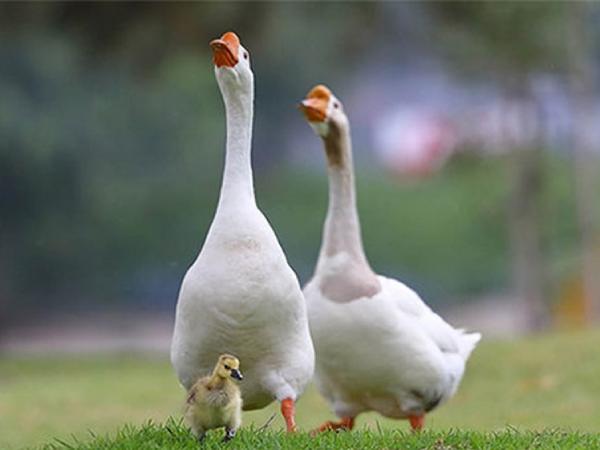 Con Ngỗng số mấy ý nghĩa con ngỗng theo tâm linh phong thủy