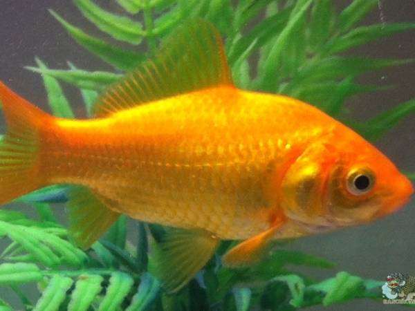 Giải mã ý nghĩa nằm mơ thấy cá chép vàng chung chung