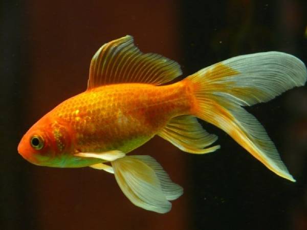 Nằm mơ thấy cá chép vàng là điềm báo gì, số gì đắc lộc?