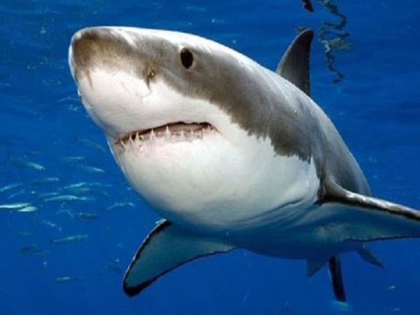 Nằm mơ thấy cá mập báo hiệu điềm lành hay xui xẻo, số lộc