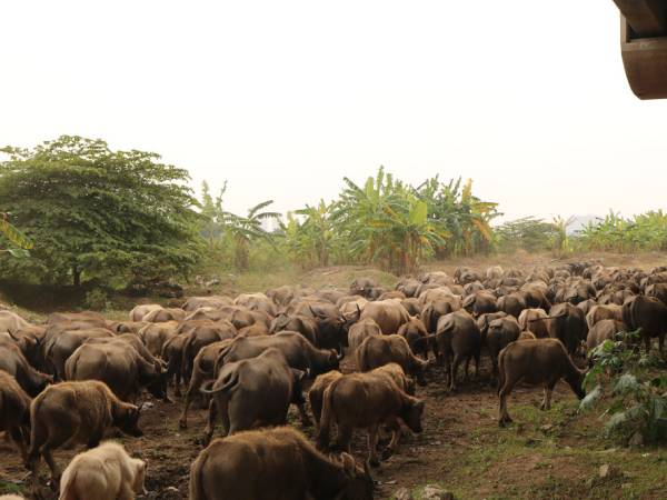 Nằm mơ thấy đàn trâu là điềm lành hay dữ, số gì may mắn?