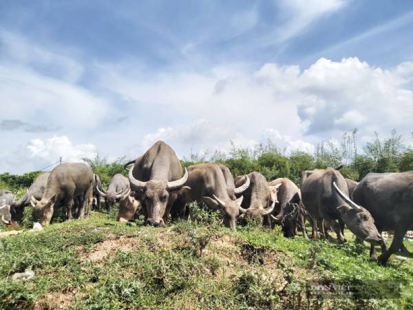 Giải mã ý nghĩa giấc mơ thấy đàn trâu là điềm tốt hay xấu?