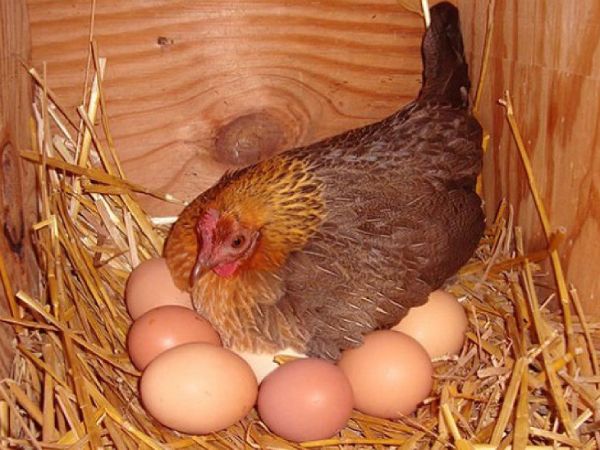 Nằm mơ thấy gà đẻ trứng có điềm gì may mắn hay xui xẻo Nằm mơ thấy gà đẻ trứng có điềm gì may mắn hay xui xẻo