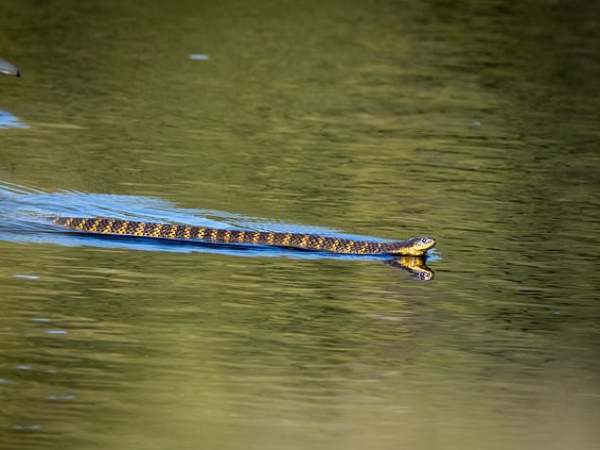 Chiêm bao thấy rắn nước cắn mình