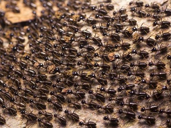 Nằm mơ thấy đàn kiến đen là điềm gì, dữ hay lành?