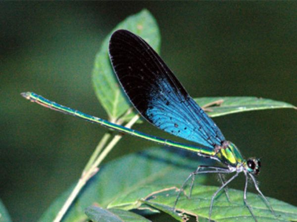 Chuồn chuồn là số gì theo từng trường hợp