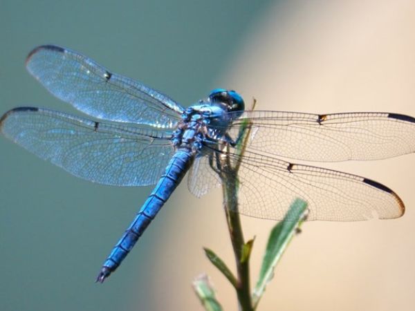 Chuồn chuồn số mấy? Giải mã ý nghĩa và con số theo dân gian