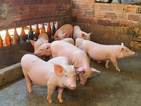 Luận giải ý nghĩa con heo trong quan niệm dân gian